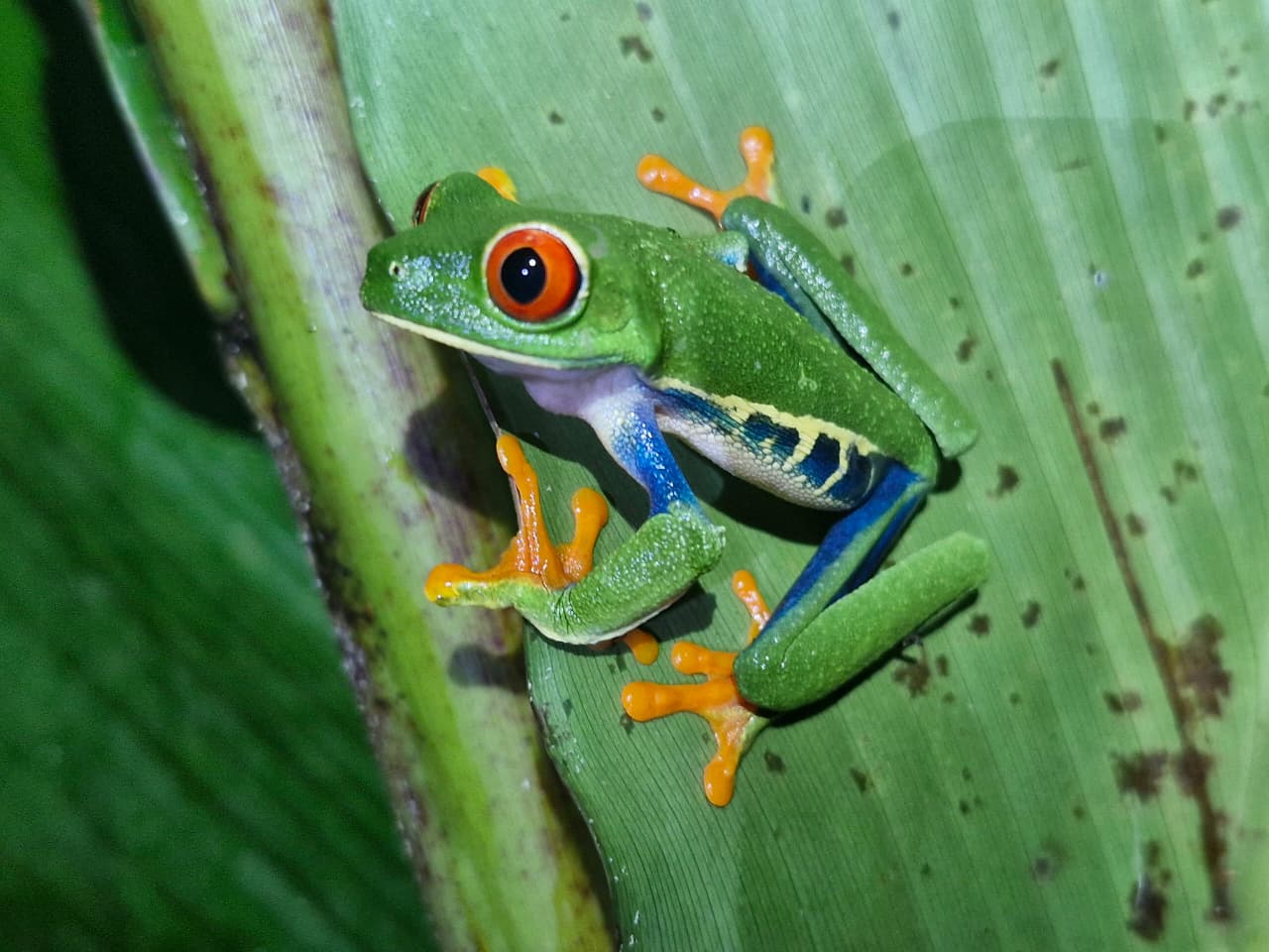 Green frog 3